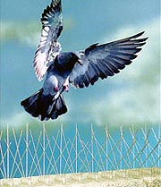 Bird Spikes