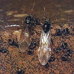 Black Ants