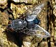 Blue Bottle Fly