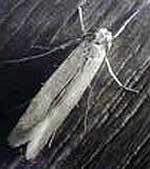 Clothes Moth
