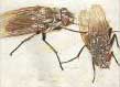 Cluster Fly