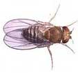 Fruit Fly