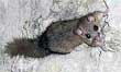 Glis Glis