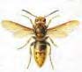 Pest Control : Hornet