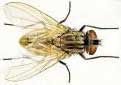 House Fly