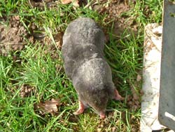 Mole Trap