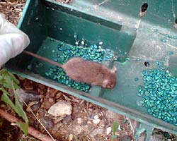 Mouse Bait