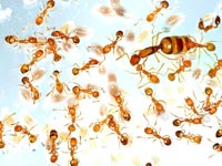 Pharaohs Ant