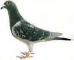 Pigeon