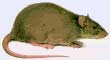 Brown Rat