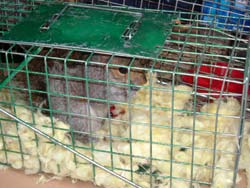 Squirrel Trap