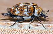 Varied Carpet Beetle
